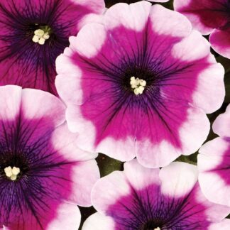 Crazytunia