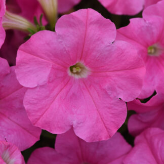 Petunia Easy Wave Pink