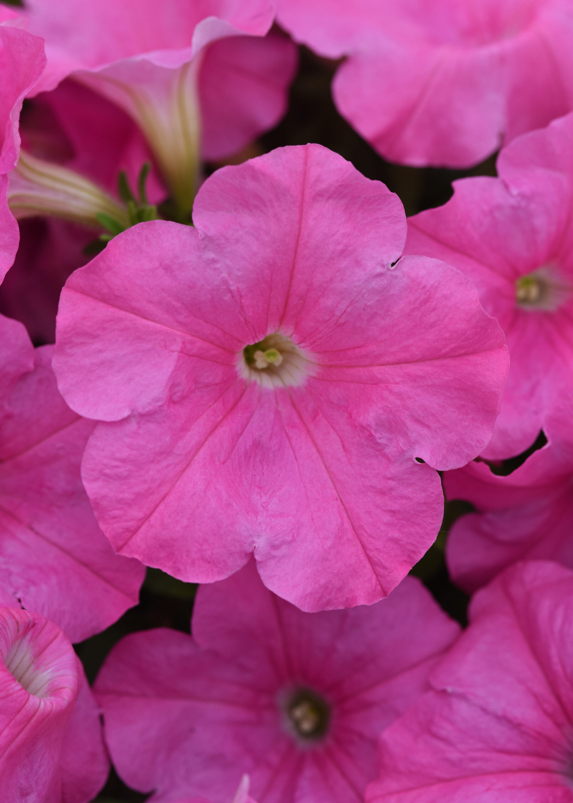 Petunia Easy Wave Pink
