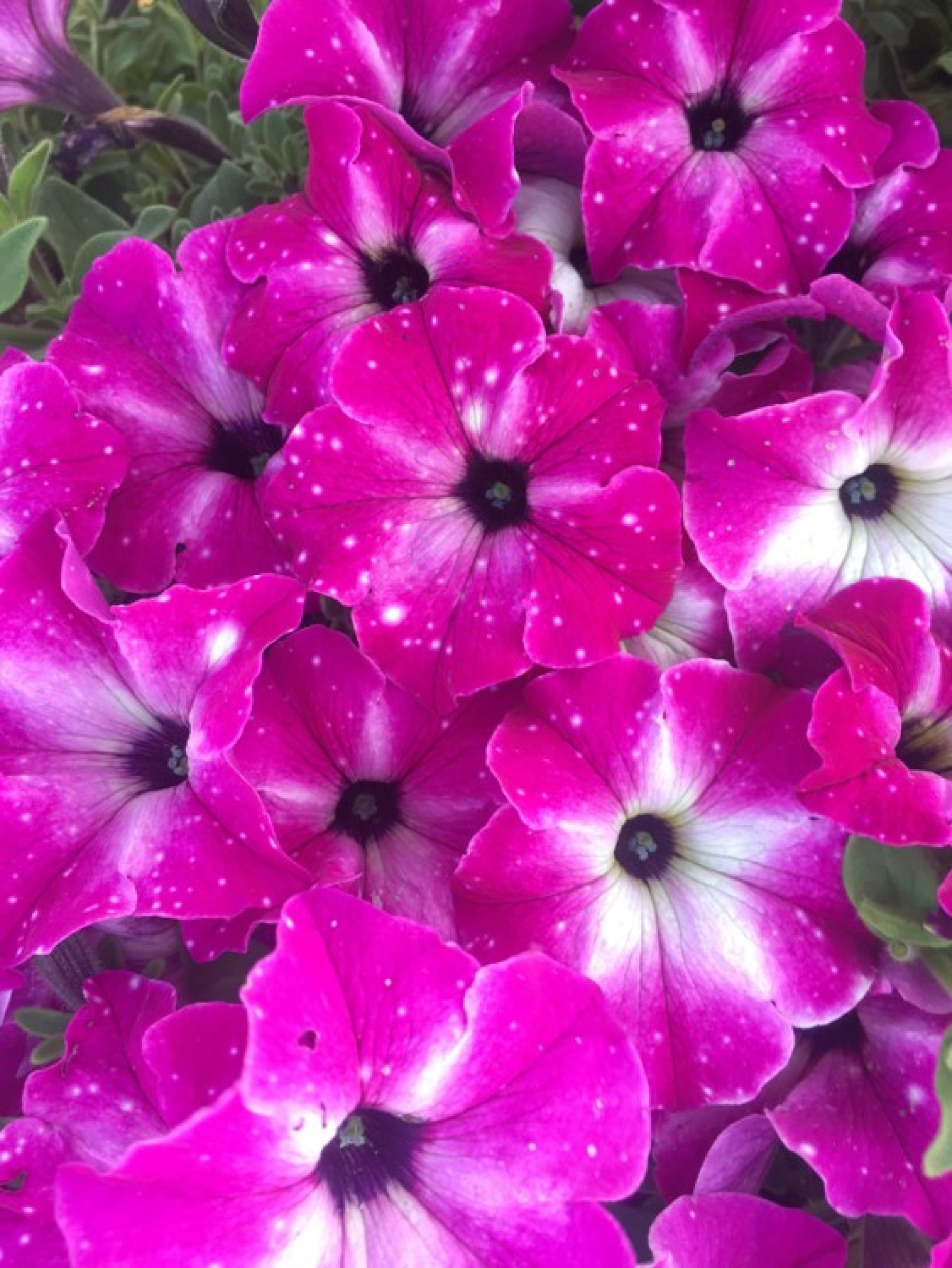 Petunia Headliner Enchanted Sky