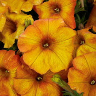 Petchoa SuperCal Premium Orange Sunset