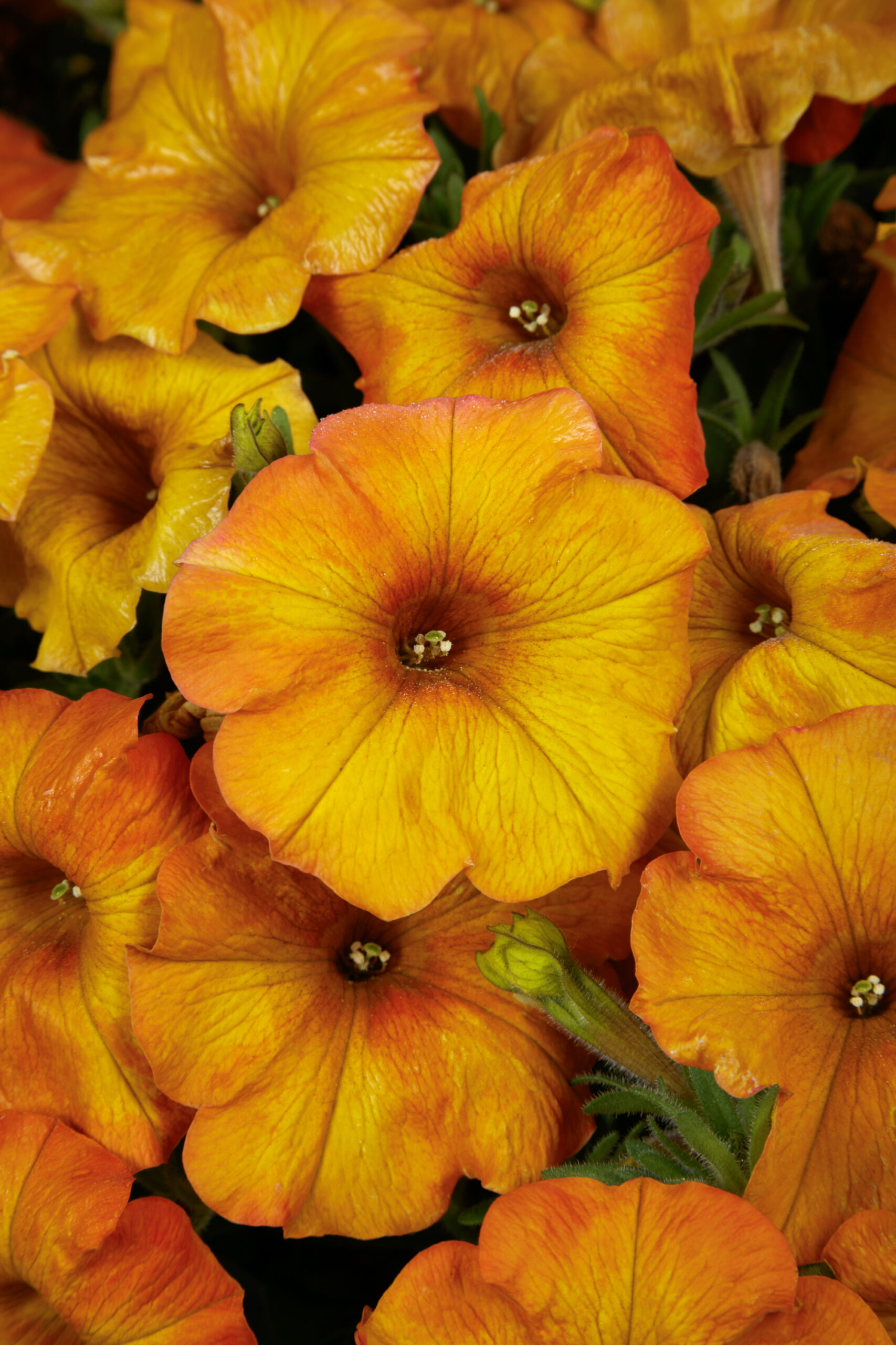 Petchoa SuperCal Premium Orange Sunset