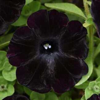 Starlet Velvet Petunia