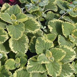 Swedish Ivy