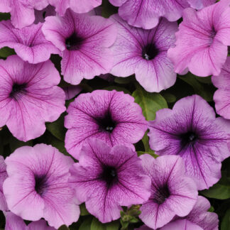 Petunia Easy Wave Plum Vein
