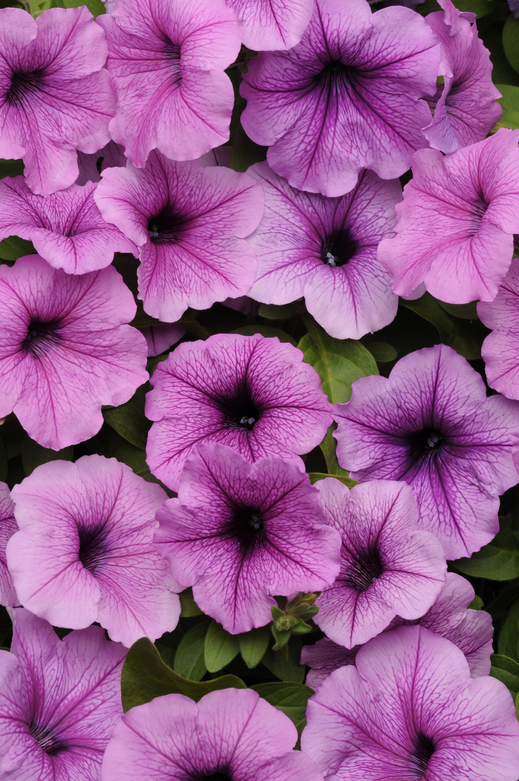 Petunia Easy Wave Plum Vein