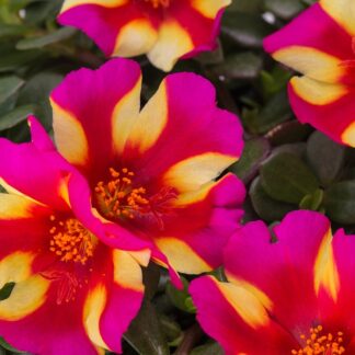 Portuluca ColorBlast Watermelon Punch