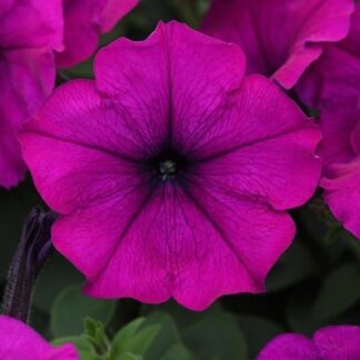 Petunia Easy Wave Violet