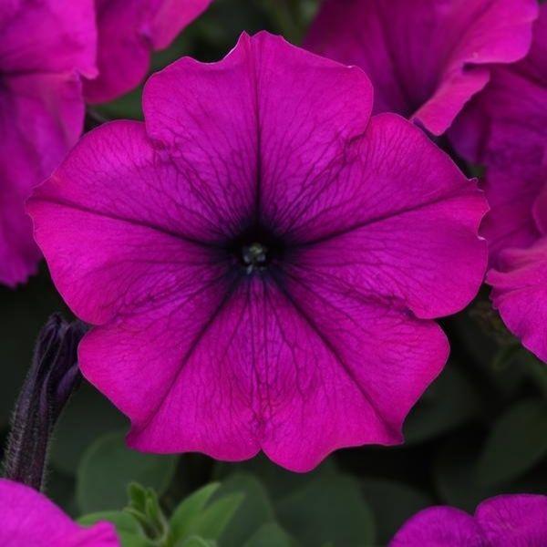 Petunia Easy Wave Violet