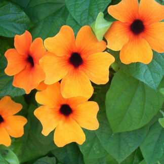 Thunbergia Sunny Susy New Orange