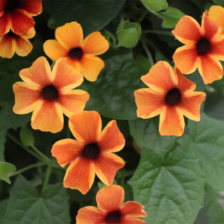 Thunbergia Sunny Susy Amber