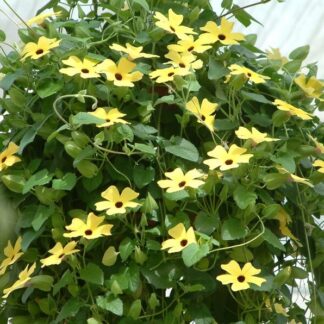 Thunbergia Sunny Susy Yellow w/Black Eye