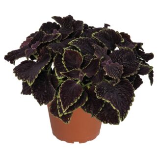 Coleus Main Street Abbey Road