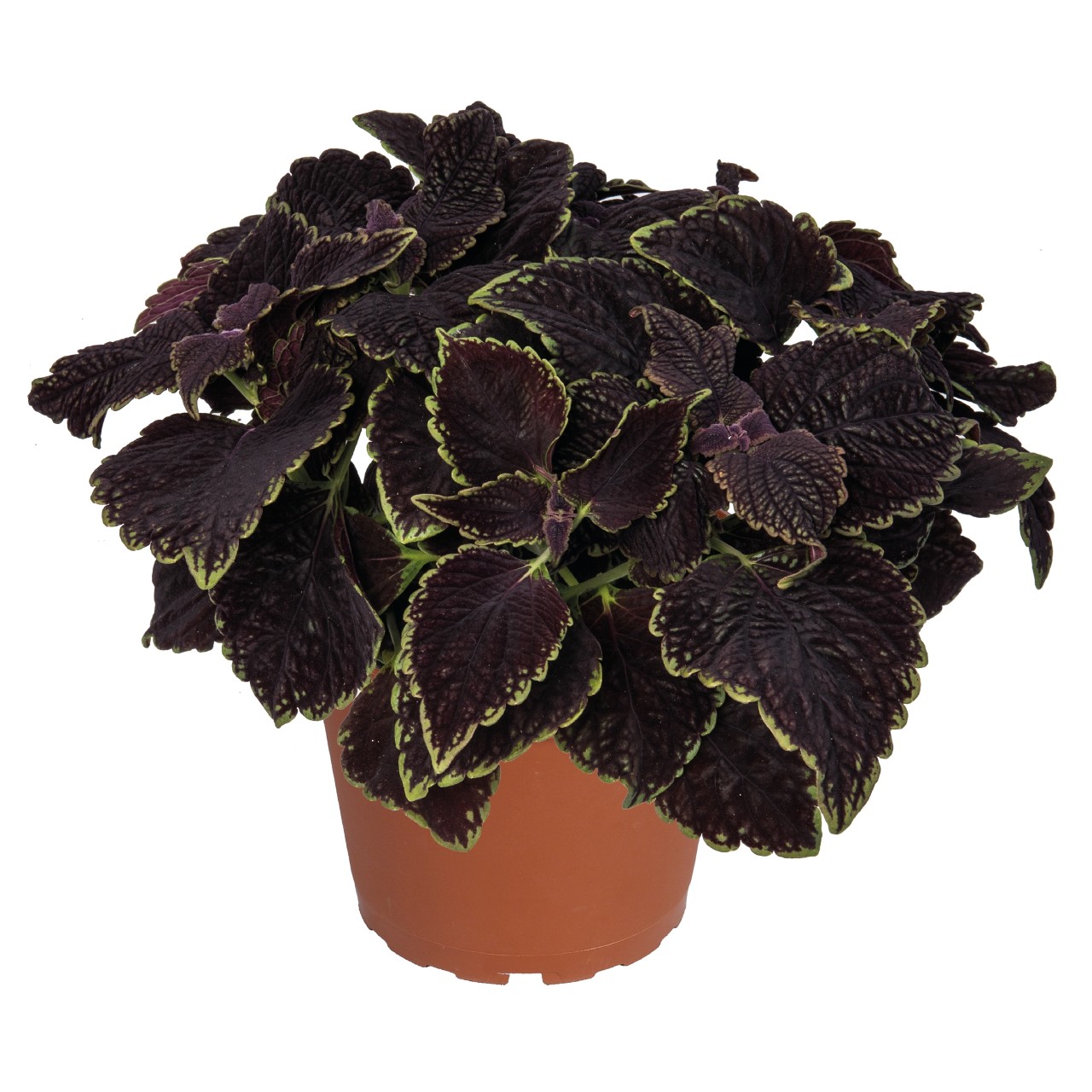 Coleus Main Street Abbey Road