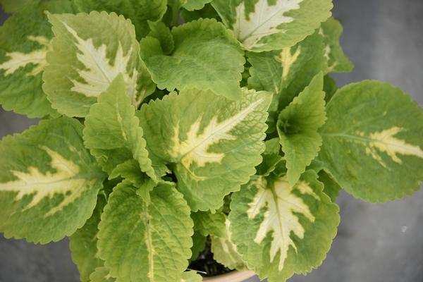 Coleus Kong Jr Assorted