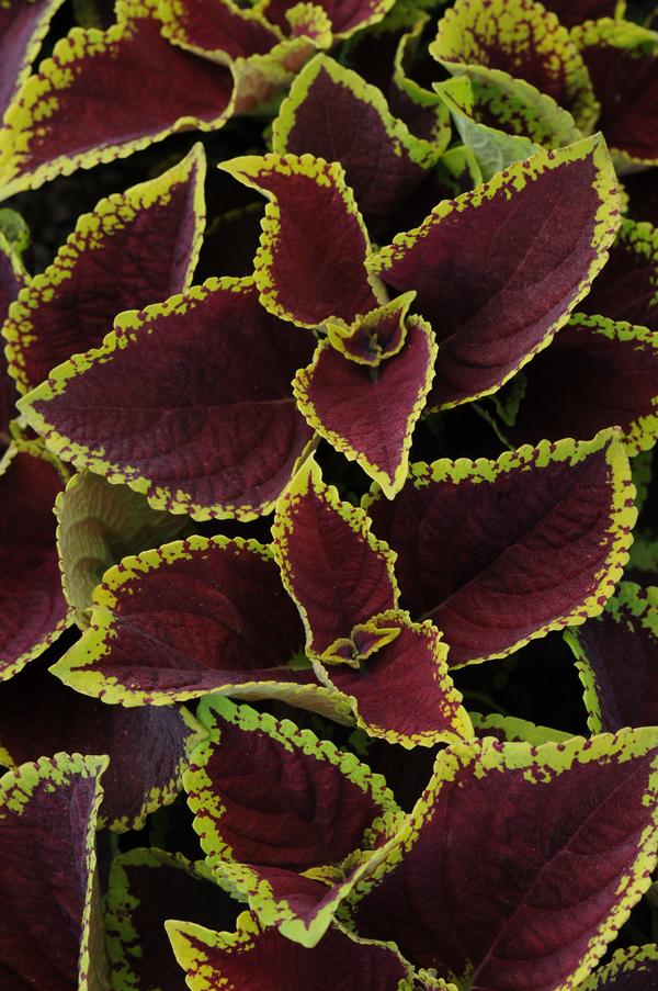 Coleus Kong Jr Assorted - Image 2