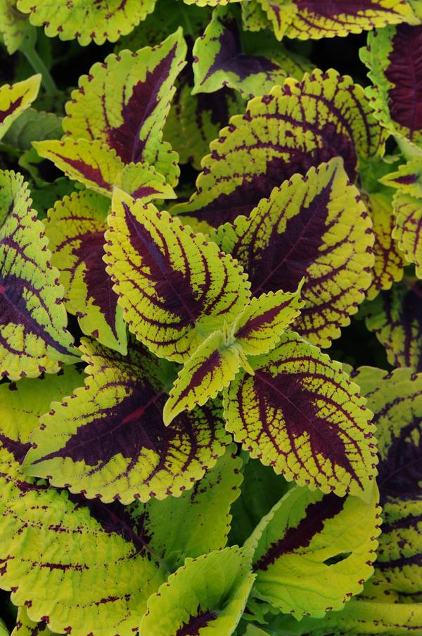 Coleus Kong Jr Assorted - Image 3