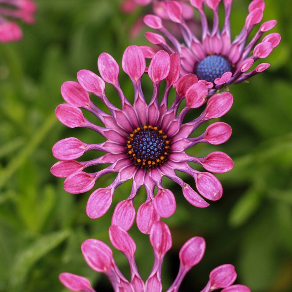Osteospermum Flower power Spider Pink