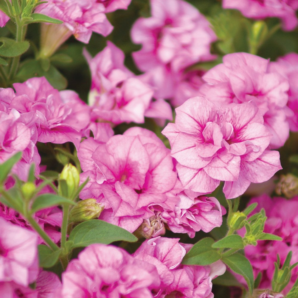 Surfinia Summer Double Pink