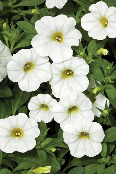 Calibrachoa Callie White