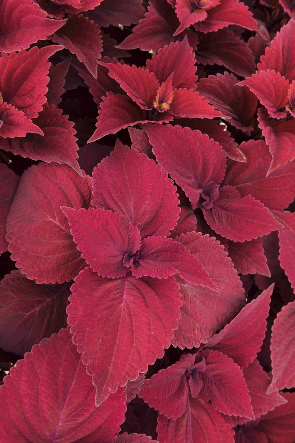 Coleus Beale Street