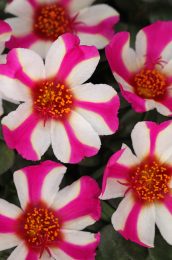 Pink Lady