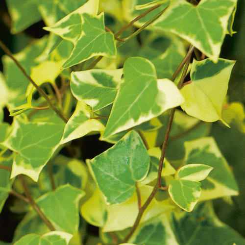 Ivy German Wax Leaf