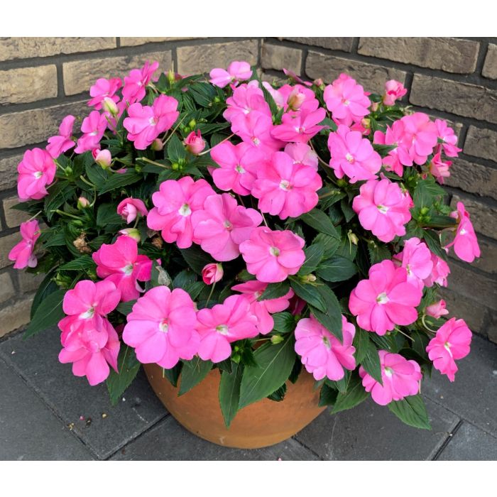 Sunpatients Spreading Pretty Pink