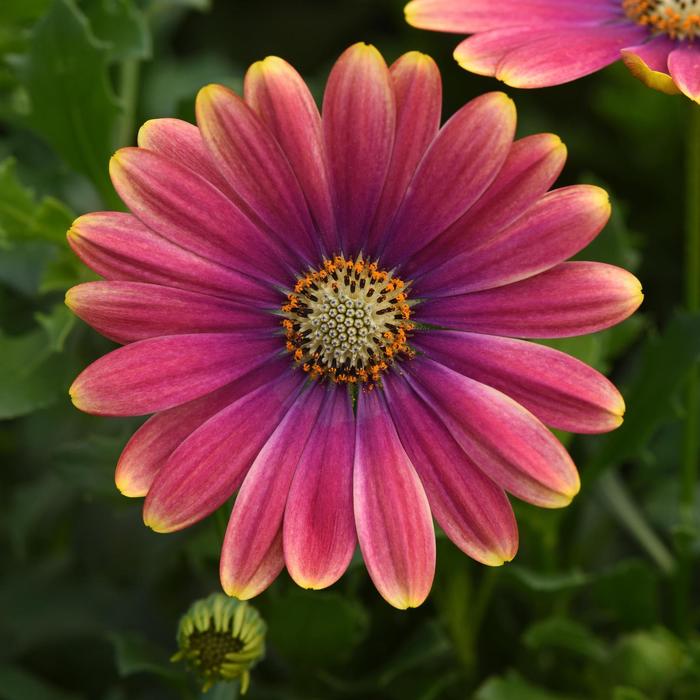 Osteospermum Pink Sun