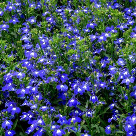Lobelia Techno Upright