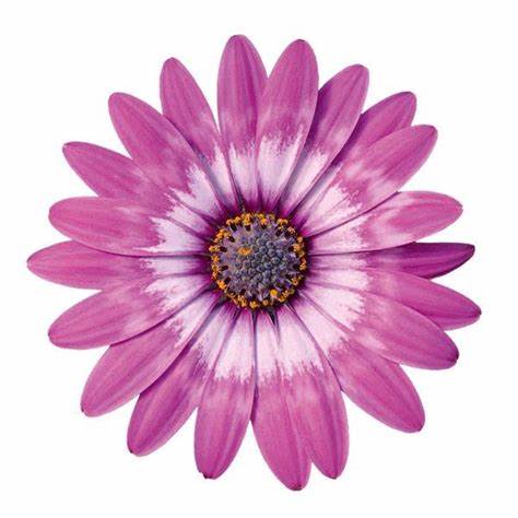 Osteospermum Violet Feather
