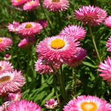 Bracteantha/Strawflower Pink