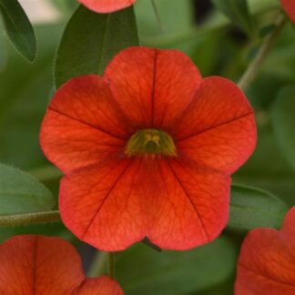 Calibrachoa Deep Orange