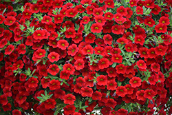Calibrachoa Vampire