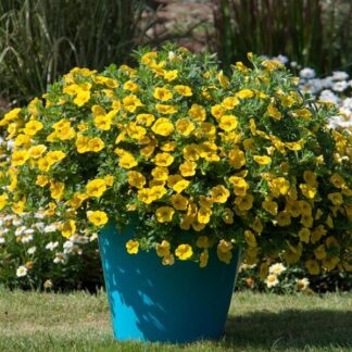 Calibrachoa Deep Yellow