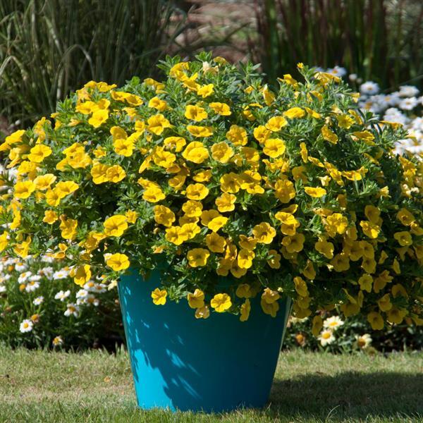 Calibrachoa Deep Yellow