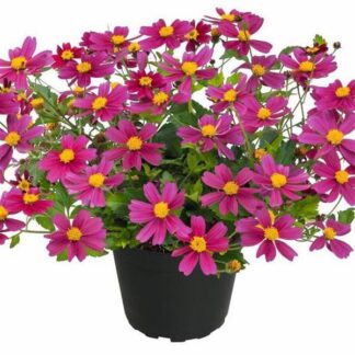 Bidens Pink Buzz