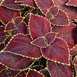 Coleus Mainstreet/Broad Street