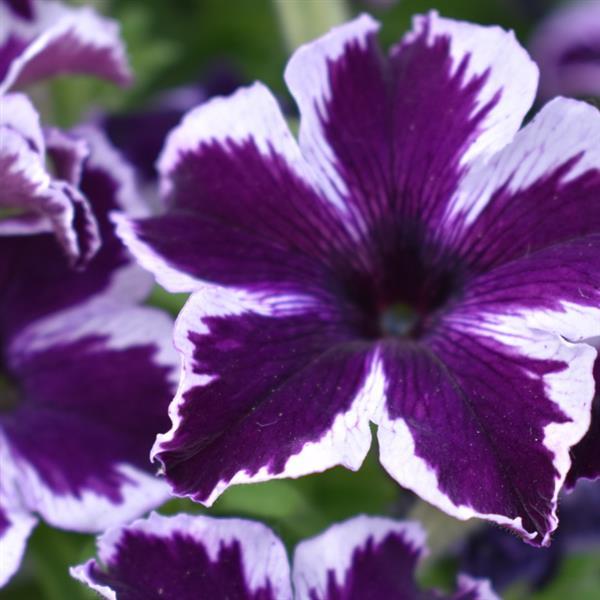 Cosmic Violet