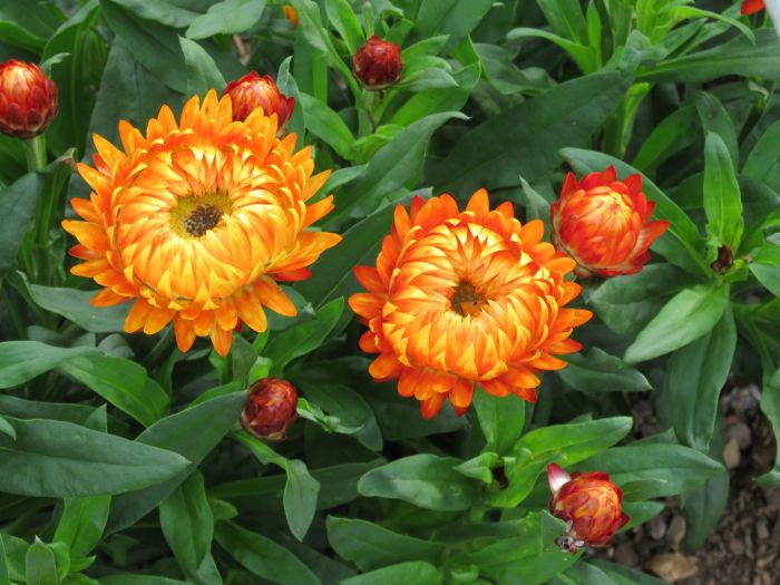 Bracteantha/Strawflower Harvest Orange